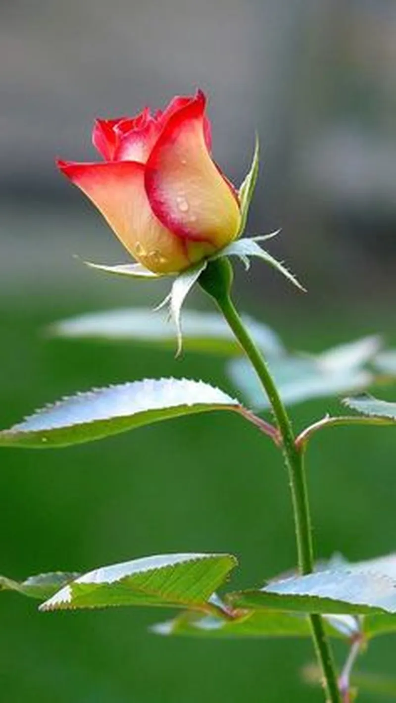 Image Achyuth Kumar image beautiful image beautiful image beautiful image beautiful image beautiful image beautiful image beautiful image beautiful image beautiful image beautiful - 250 Rose ideas | beautiful flowers, beautiful roses, pretty flowers