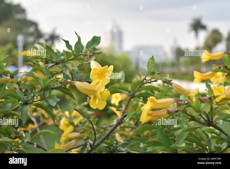 Image Agartala - Ujjayanta Palace image beautiful image beautiful image beautiful image beautiful image beautiful image beautiful image beautiful - yellow flowers in park in front of Ujjayanta Palace Agartala ...