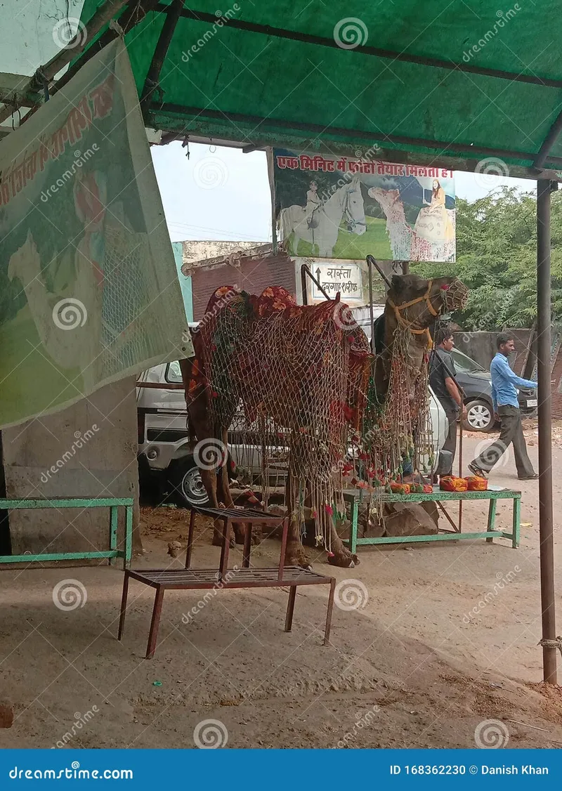 Image Ajmer - Dargah Sharif image beautiful image beautiful image beautiful image beautiful image beautiful image beautiful image beautiful image beautiful - Indian Camel Going To Dargah Ajmer Sharif Rajasthan in India ...