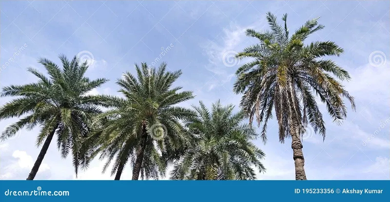 Image Akshay Kumar image beautiful image beautiful image beautiful image beautiful image beautiful - Date Palm Tree Background Image Stock Photo - Image of tree, blue ...