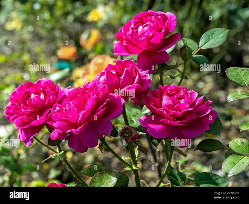 Image Anthony image beautiful image beautiful image beautiful image beautiful image beautiful image beautiful image beautiful - Five beautiful dark pink rose blooms in a garden, variety Rosa ...