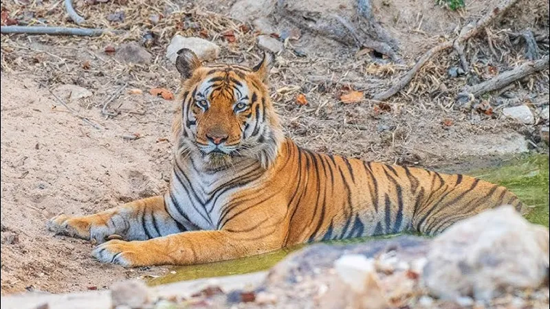 Image Bandhavgarh National Park - Tiger Sightings image beautiful - Epic Wildlife Experience: Tiger and Sloth Bear Sightings at ...