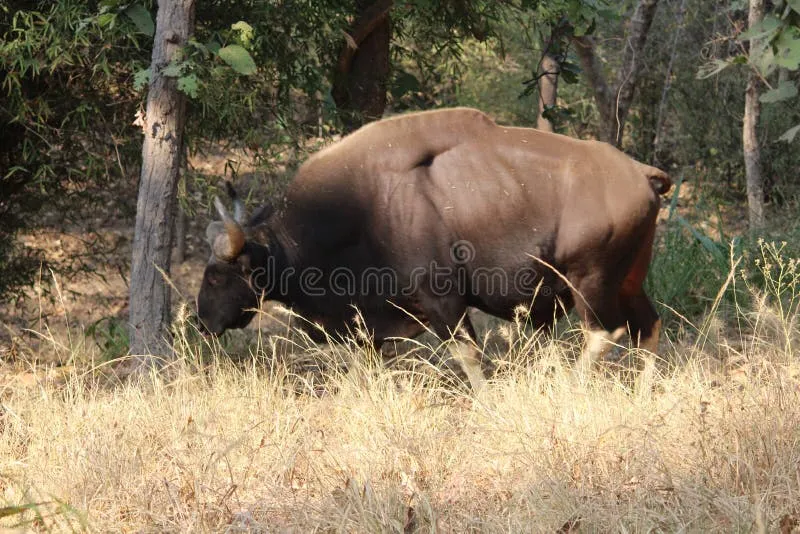 Image Bandhavgarh National Park - Tiger Sightings image beautiful - Cow Deer Heart Stock Photos - Free & Royalty-Free Stock Photos ...