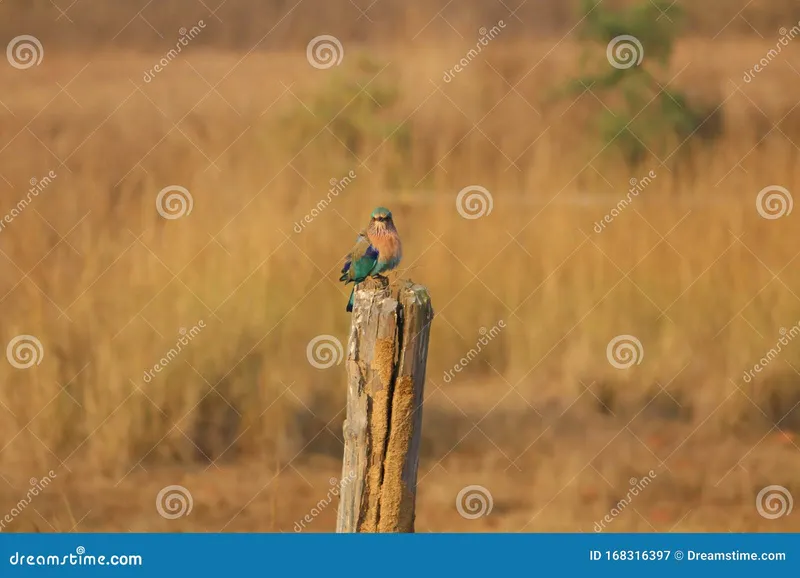 Image Bandhavgarh National Park - Tiger Sightings image beautiful - Indian Roller at Neelkant Bandhavgarh National Park Stock Image ...