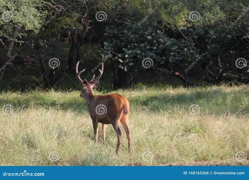 Image Bandhavgarh National Park - Tiger Sightings image beautiful - Sambar Deer Biggest in Deer Family Stock Photo - Image of unique ...