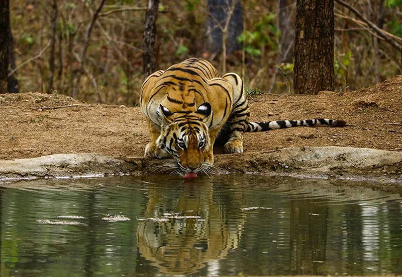 Image Bandhavgarh National Park - Tiger Sightings image beautiful image beautiful - Best Wildlife Tiger Reserves in India - Kanha Bandhavgarh and ...