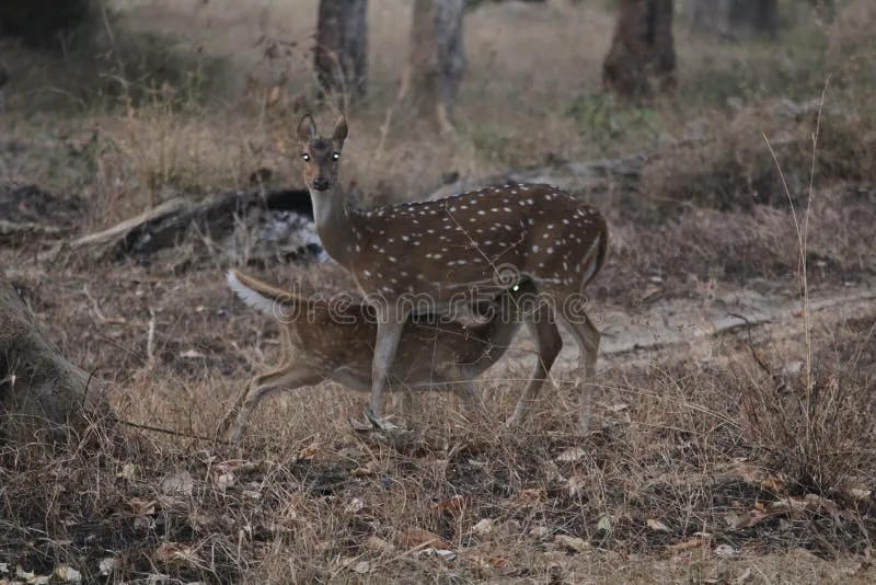 Image Bandhavgarh National Park - Tiger Sightings image beautiful image beautiful - Cow Deer Heart Stock Photos - Free & Royalty-Free Stock Photos ...