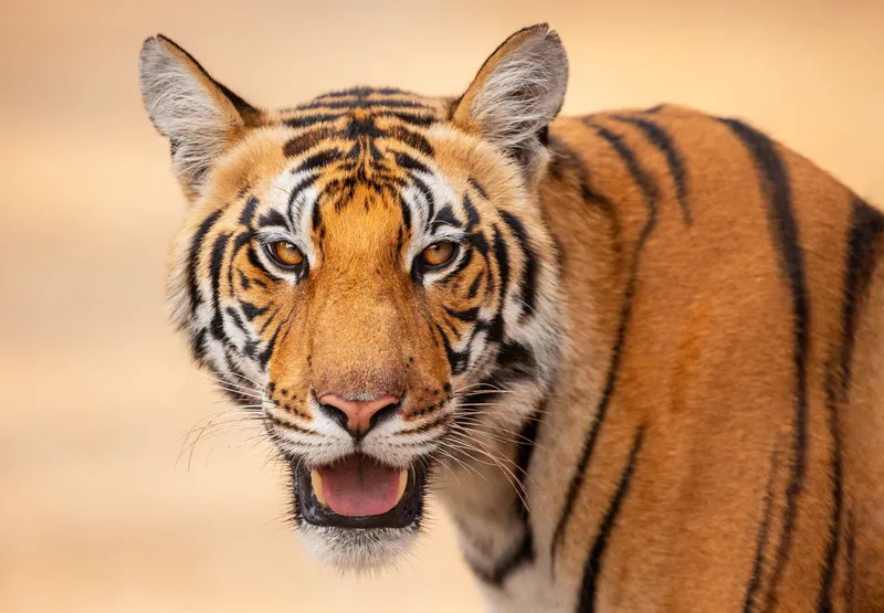 Image Bandhavgarh National Park - Tiger Sightings image beautiful image beautiful - Trip Report: Tiger Safari: India - March 2024