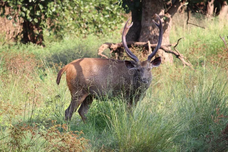 Image Bandhavgarh National Park - Tiger Sightings image beautiful image beautiful - Cow Deer Heart Stock Photos - Free & Royalty-Free Stock Photos ...