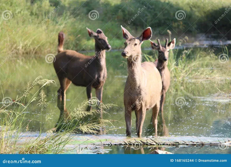 Image Bandhavgarh National Park - Tiger Sightings image beautiful image beautiful - Sambar Deer Biggest in Deer Family Stock Photo - Image of national ...