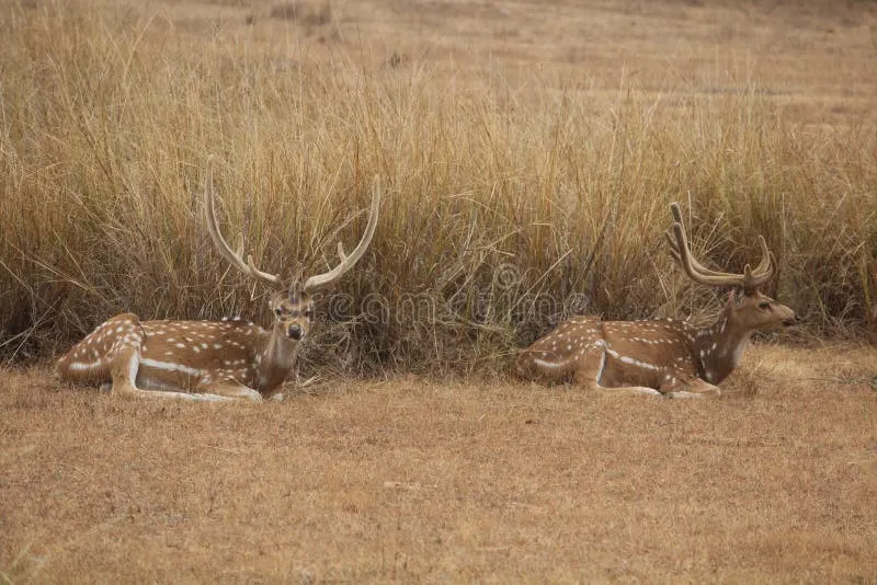 Image Bandhavgarh National Park - Tiger Sightings image beautiful image beautiful image beautiful - Cow Deer Heart Stock Photos - Free & Royalty-Free Stock Photos ...