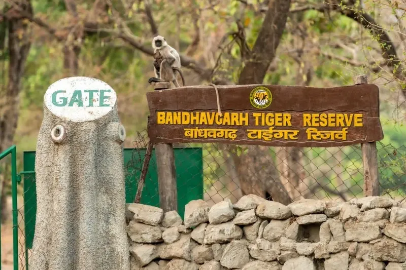 Image Bandhavgarh National Park - Tiger Sightings image beautiful image beautiful image beautiful - Bandhavgarh – Best destination for wildlife travelers in India