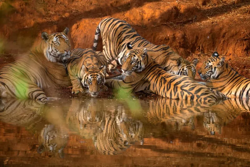 Image Bandhavgarh National Park - Tiger Sightings image beautiful image beautiful image beautiful - 1,300+ Bandhavgarh National Park India Tiger Outdoors Stock Photos ...