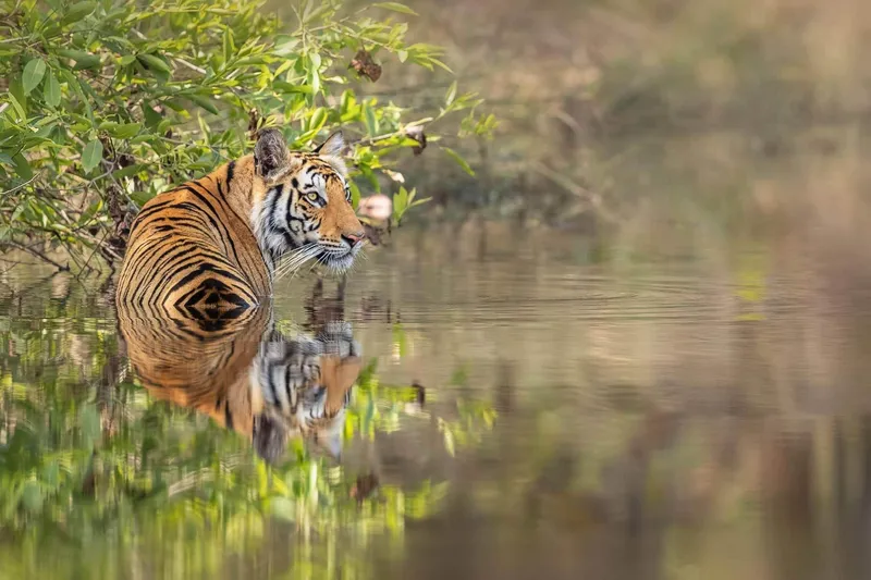 Image Bandhavgarh National Park - Tiger Sightings image beautiful image beautiful image beautiful - Majestic Bengal Tigers of India Photography Holiday - 2026 ...