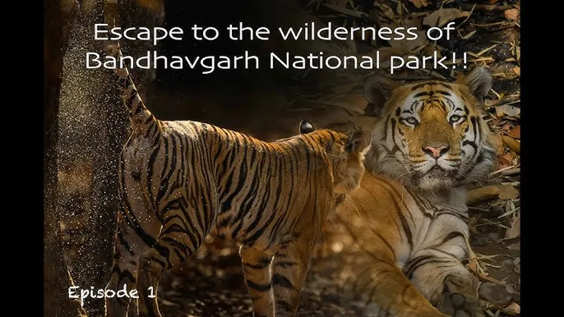 Image Bandhavgarh National Park - Tiger Sightings image beautiful image beautiful image beautiful - Beautiful Bandhavgarh | Episode 1 - YouTube