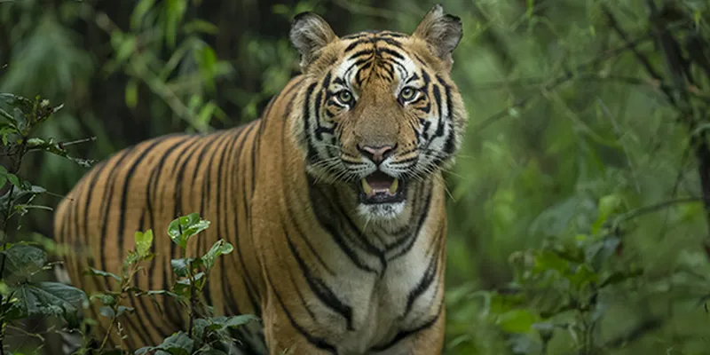 Image Bandhavgarh National Park - Tiger Sightings image beautiful image beautiful image beautiful - Bandhavgarh Tiger Safari Travel Guide