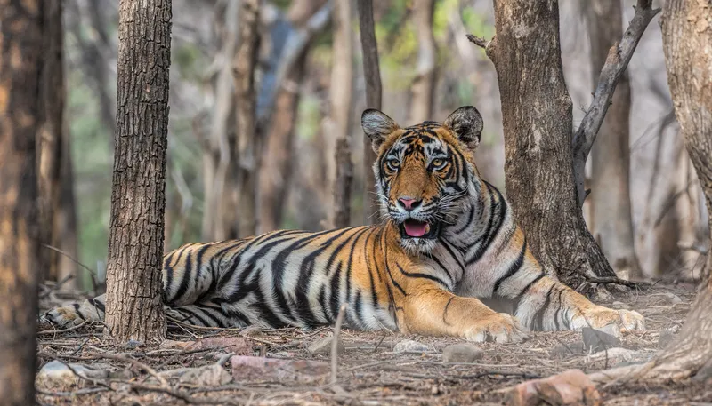 Image Bandhavgarh National Park - Tiger Sightings image beautiful image beautiful image beautiful - Tigers Galore - Wildlife Photography India