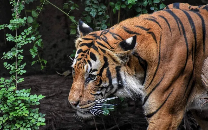 Image Bandhavgarh National Park - Tiger Sightings image beautiful image beautiful image beautiful image beautiful - Tiger Safari Guide to Bandhavgarh Tiger Reserve