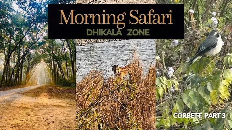 Image Bandhavgarh National Park - Tiger Sightings image beautiful image beautiful image beautiful image beautiful - Beautiful tiger sighting 🐅🌟Morning Safari in Dhikala Zone ...