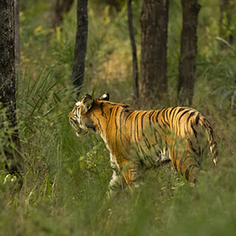 Image Bandhavgarh National Park - Tiger Sightings image beautiful image beautiful image beautiful image beautiful - Beautiful Bandhavgarh - Natures Images