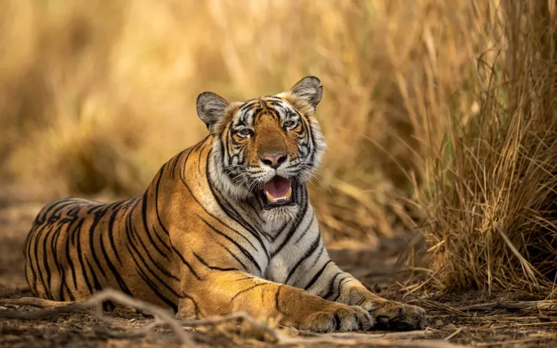 Image Bandhavgarh National Park - Tiger Sightings image beautiful image beautiful image beautiful image beautiful image beautiful - Tiger Photography | Chasing Wildlife