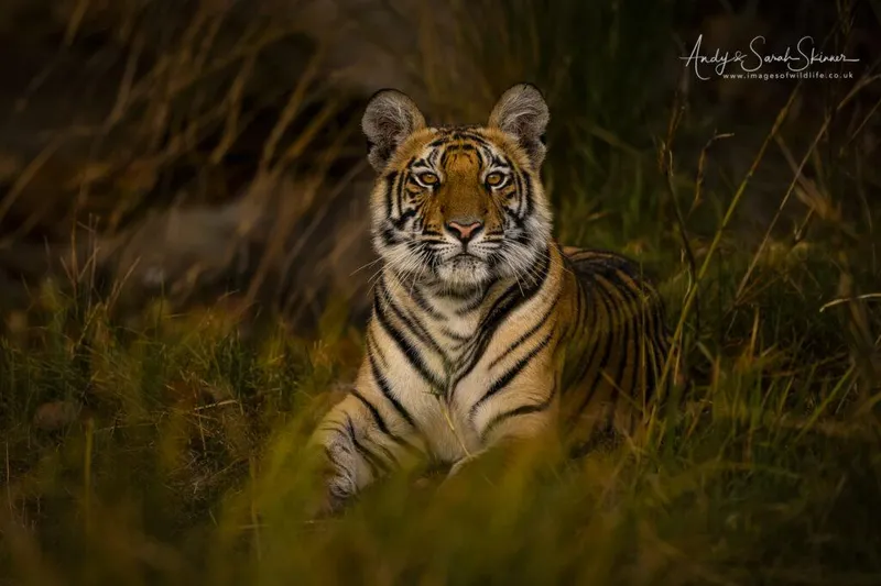 Image Bandhavgarh National Park - Tiger Sightings image beautiful image beautiful image beautiful image beautiful image beautiful - Tigers of Bandhavgarh photo safari with photographers Andy or ...