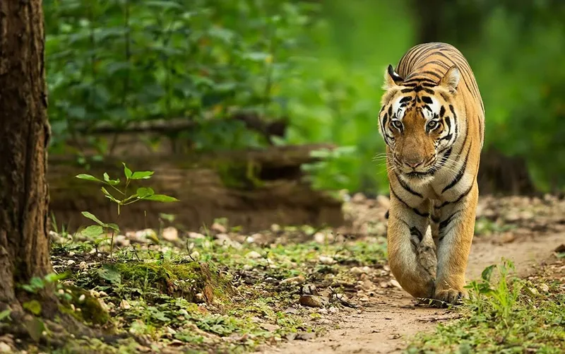 Image Bandhavgarh National Park - Tiger Sightings image beautiful image beautiful image beautiful image beautiful image beautiful image beautiful - Essential Guide for Tiger Safaris in India - Tiger Safari India Blog