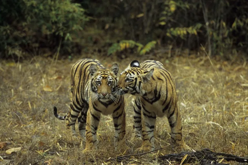 Image Bandhavgarh National Park - Tiger Sightings image beautiful image beautiful image beautiful image beautiful image beautiful image beautiful - Best places to spot tigers in India | CNN