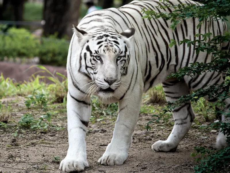 Image Bandhavgarh National Park - Tiger Sightings image beautiful image beautiful image beautiful image beautiful image beautiful image beautiful image beautiful - Pictures of White Tiger