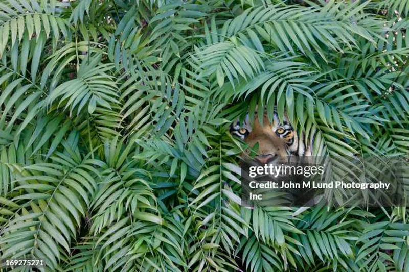 Image Bandhavgarh National Park - Tiger Sightings image beautiful image beautiful image beautiful image beautiful image beautiful image beautiful image beautiful image beautiful - 4,780 Beautiful Tigers Stock Photos, High-Res Pictures, and Images ...