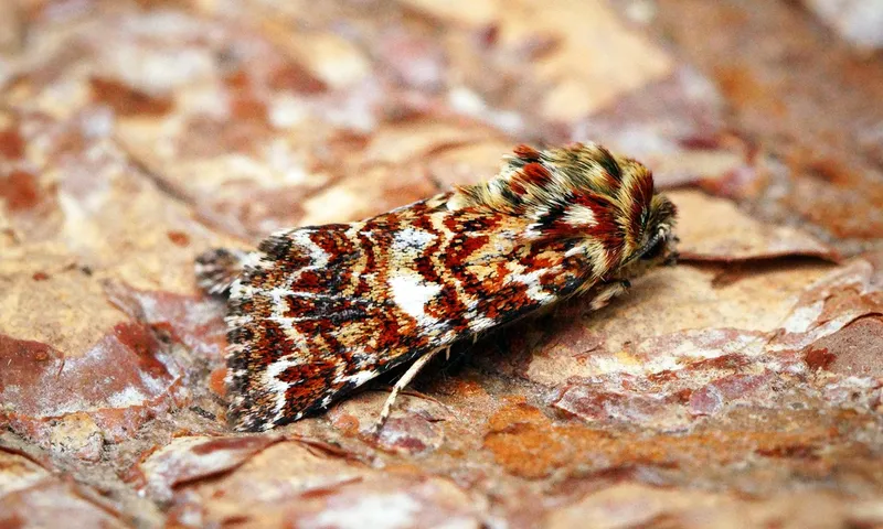 Image Benjamin image beautiful image beautiful image beautiful image beautiful image beautiful image beautiful image beautiful image beautiful - Beautiful Yellow Underwing | Butterfly Conservation