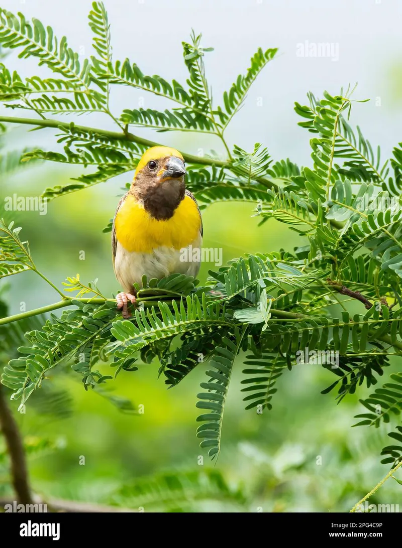 Image Bhuj - Rann of Kutch image beautiful image beautiful - Baya weaver perched on a twig of thorny bush close to a temple on ...