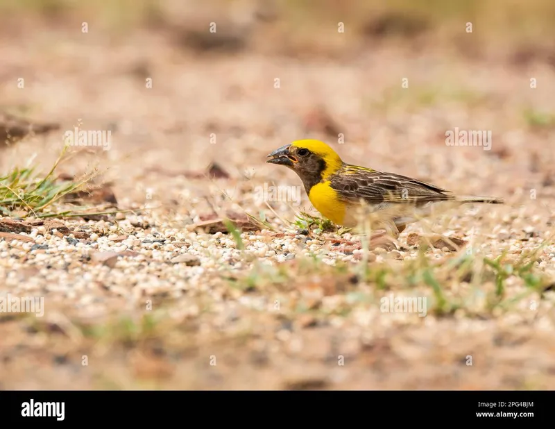 Image Bhuj - Rann of Kutch image beautiful image beautiful - Baya weaver bird hi-res stock photography and images - Page 10 - Alamy