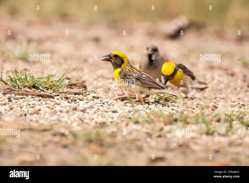 Image Bhuj - Rann of Kutch image beautiful image beautiful image beautiful - Baya weaver nest hi-res stock photography and images - Page 9 - Alamy