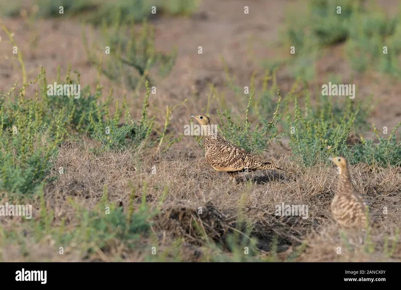 Image Bhuj - Rann of Kutch image beautiful image beautiful image beautiful image beautiful - Desert kutch hi-res stock photography and images - Page 7 - Alamy