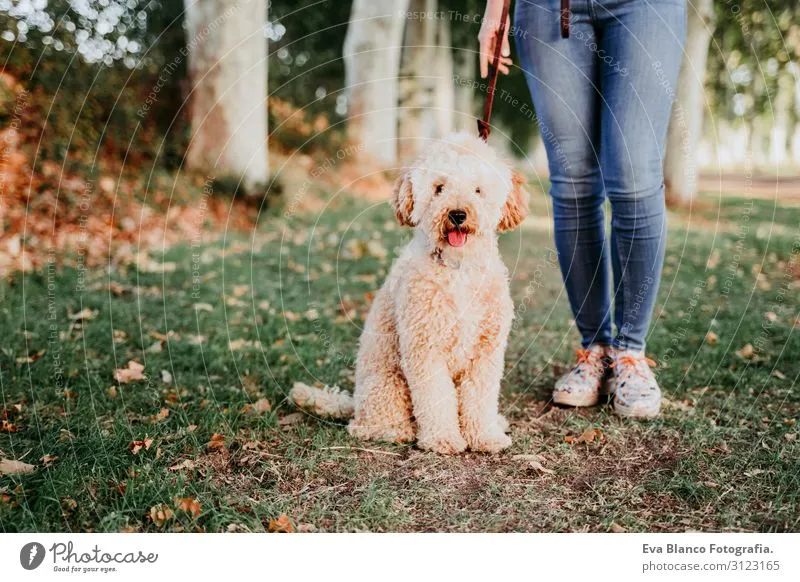 Image Blanco Brown image beautiful image beautiful image beautiful image beautiful - beautiful caucasian woman walking with her cute brown poodle on ...