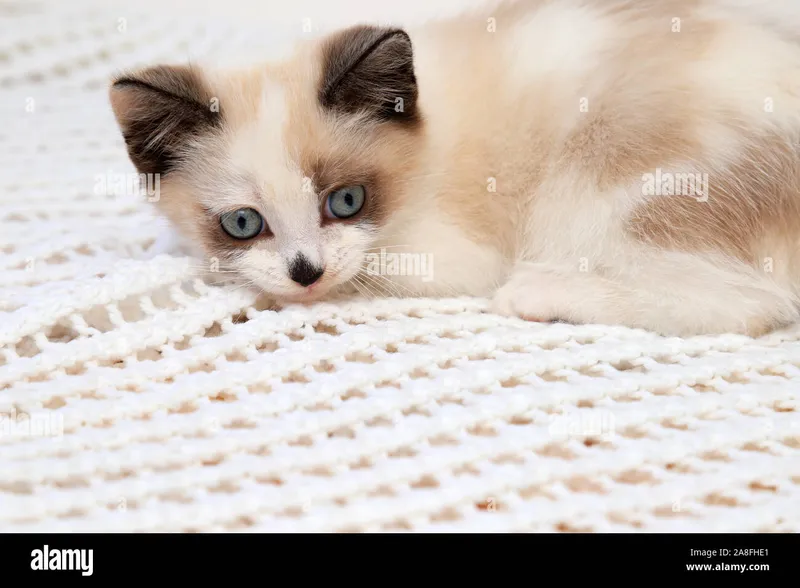 Image Blanco Brown image beautiful image beautiful image beautiful image beautiful image beautiful - A cute white and brown kitten, a British Shorthair, lies on a lace ...