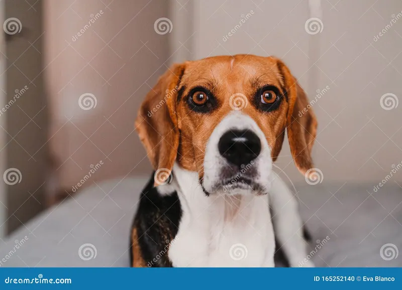 Image Blanco Brown image beautiful image beautiful image beautiful image beautiful image beautiful image beautiful image beautiful image beautiful - Close Up Portrait of Beautiful Beagle Dog at Home Stock Photo ...