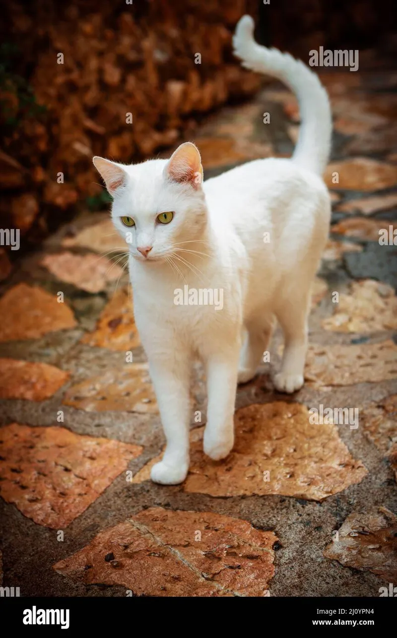 Image Blanco Brown image beautiful image beautiful image beautiful image beautiful image beautiful image beautiful image beautiful image beautiful image beautiful image beautiful - beautiful completely white house cat walking on a stone pattern ...