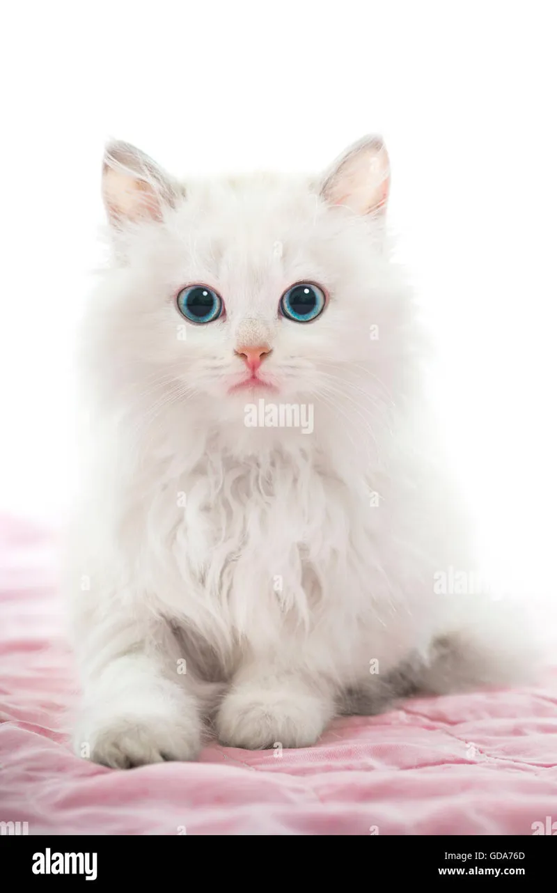 Image Blanket image beautiful image beautiful image beautiful image beautiful image beautiful - Beautiful Young White Cat with Blue Eyes on Pink Blanket Stock ...