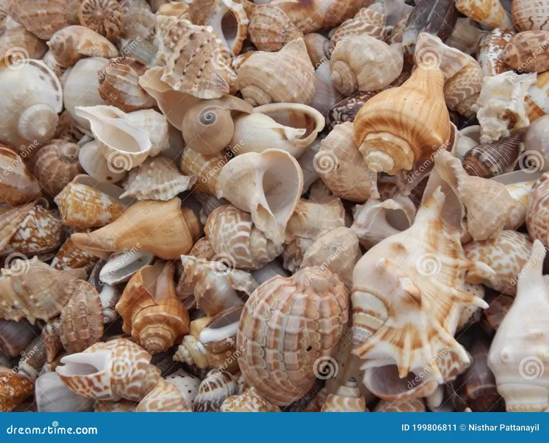 Image Chennai - Marina Beach image beautiful image beautiful - Sea Shells for Sale in an Indian Beach Stock Image - Image of ...