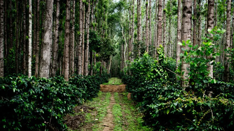 Image Chikmagalur - Coffee Estates image beautiful - History of Chikmagalur | Culture of Chikmagalur | The Serai ...