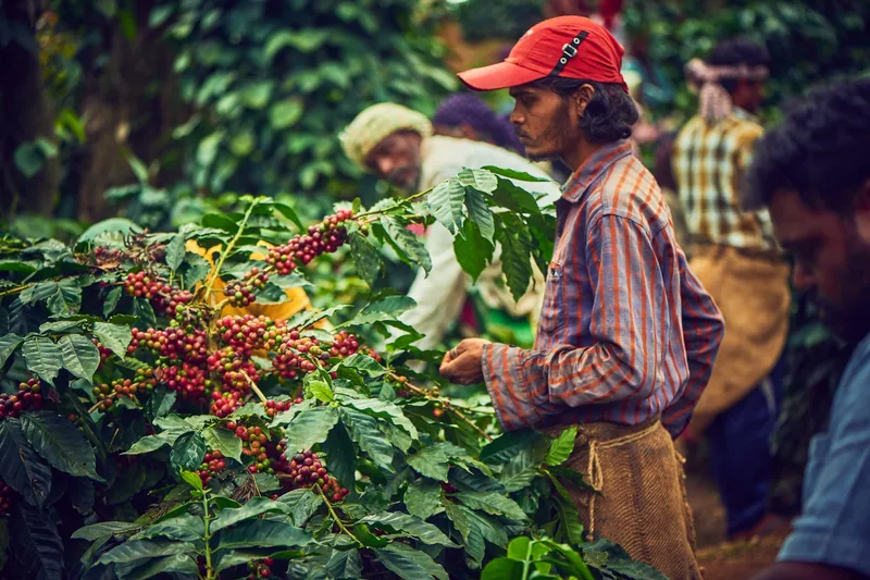 Image Chikmagalur - Coffee Estates image beautiful - Our Estates - Bean & Elephant