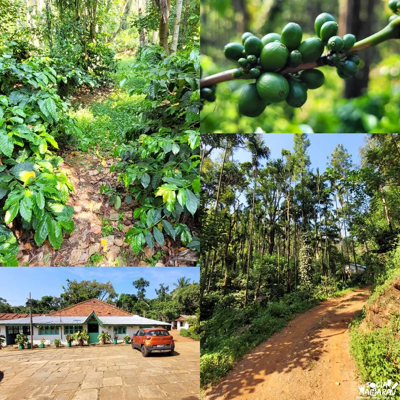 Image Chikmagalur - Coffee Estates image beautiful - Complete 3-Day Chikmagalur Itinerary You Need - SocialMaharaj