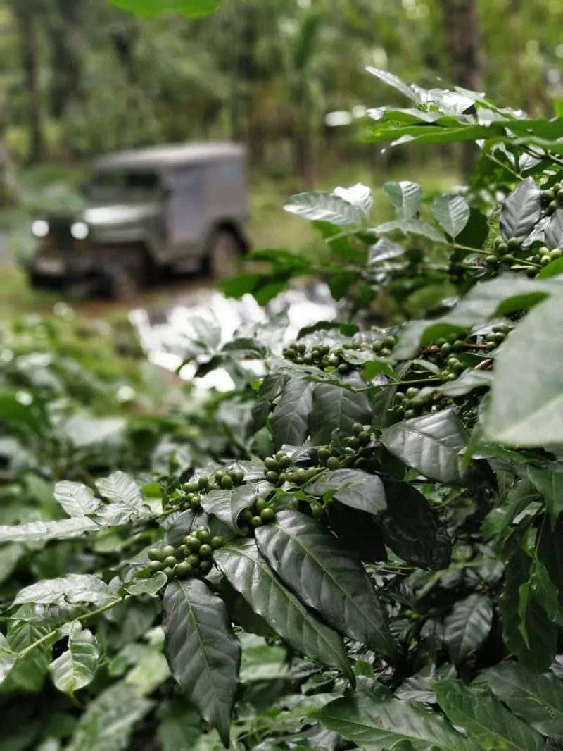 Image Chikmagalur - Coffee Estates image beautiful - 20 Acres Robusta Coffee Estate in Giri Mountain Ranges - Coffee ...