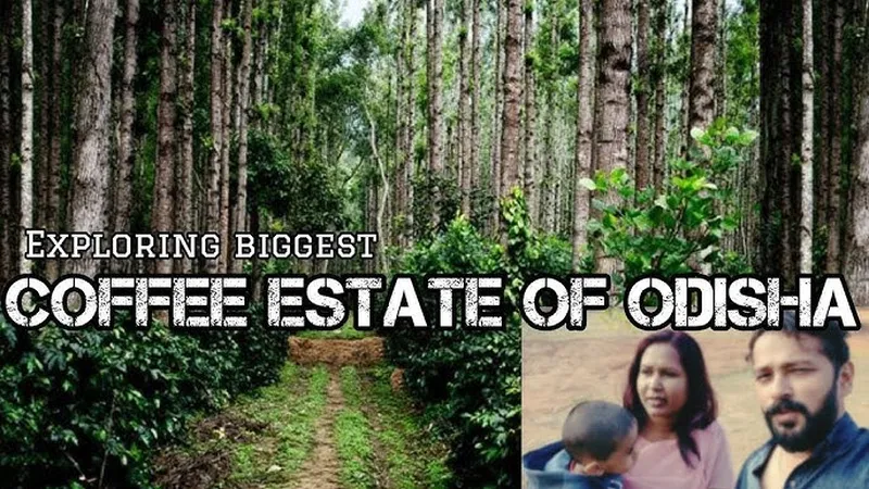 Image Chikmagalur - Coffee Estates image beautiful image beautiful - Biggest Coffee estate of odisha | Among Top 10 coffee plantation ...