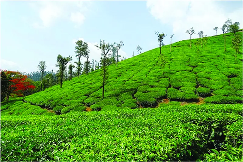 Image Chikmagalur - Coffee Estates image beautiful image beautiful image beautiful - Chikmagalur: The coffee land of Karnataka — The Indian Panorama