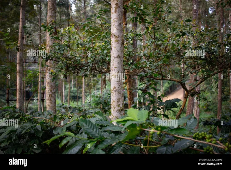 Image Chikmagalur - Coffee Estates image beautiful image beautiful image beautiful - Beautiful view of the trees providing shade to coffee plantations ...