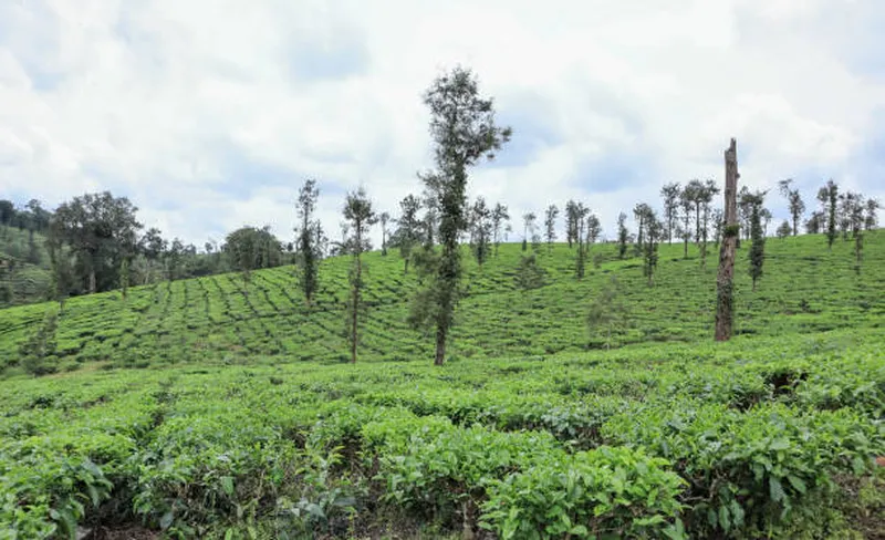 Image Chikmagalur - Coffee Estates image beautiful image beautiful image beautiful image beautiful - 1,700+ Karnataka Farm Stock Photos, Pictures & Royalty-Free Images ...