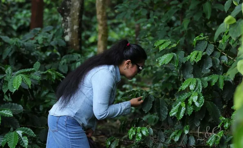 Image Chikmagalur - Coffee Estates image beautiful image beautiful image beautiful image beautiful - Interesting Facts about Chikmagalur Coffee. For Coffee lover's ...